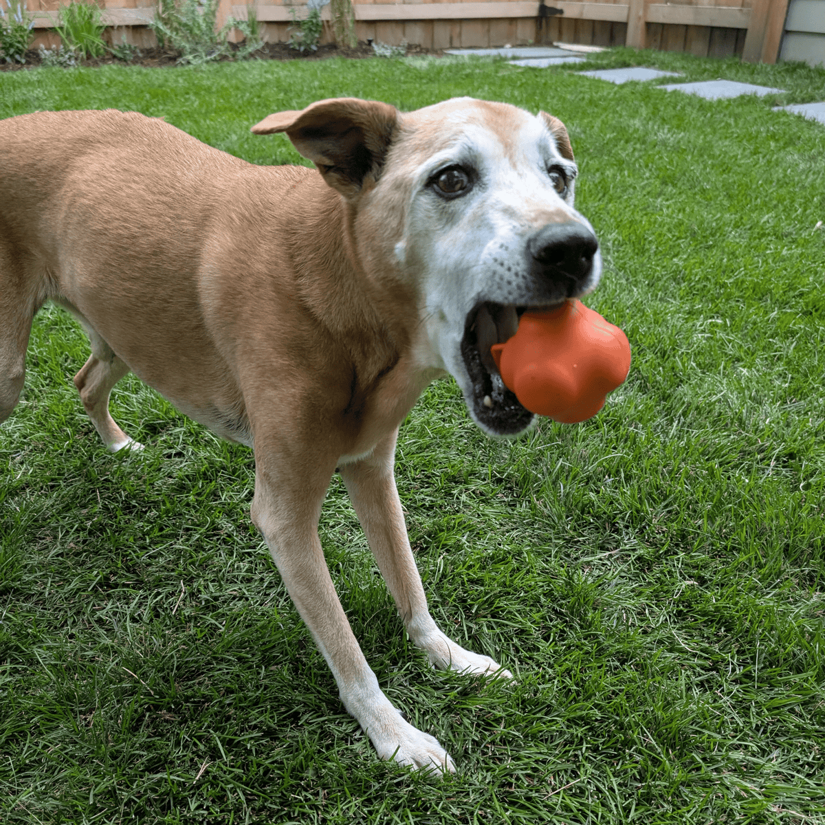 Dog Fetch Balls - Image 17
