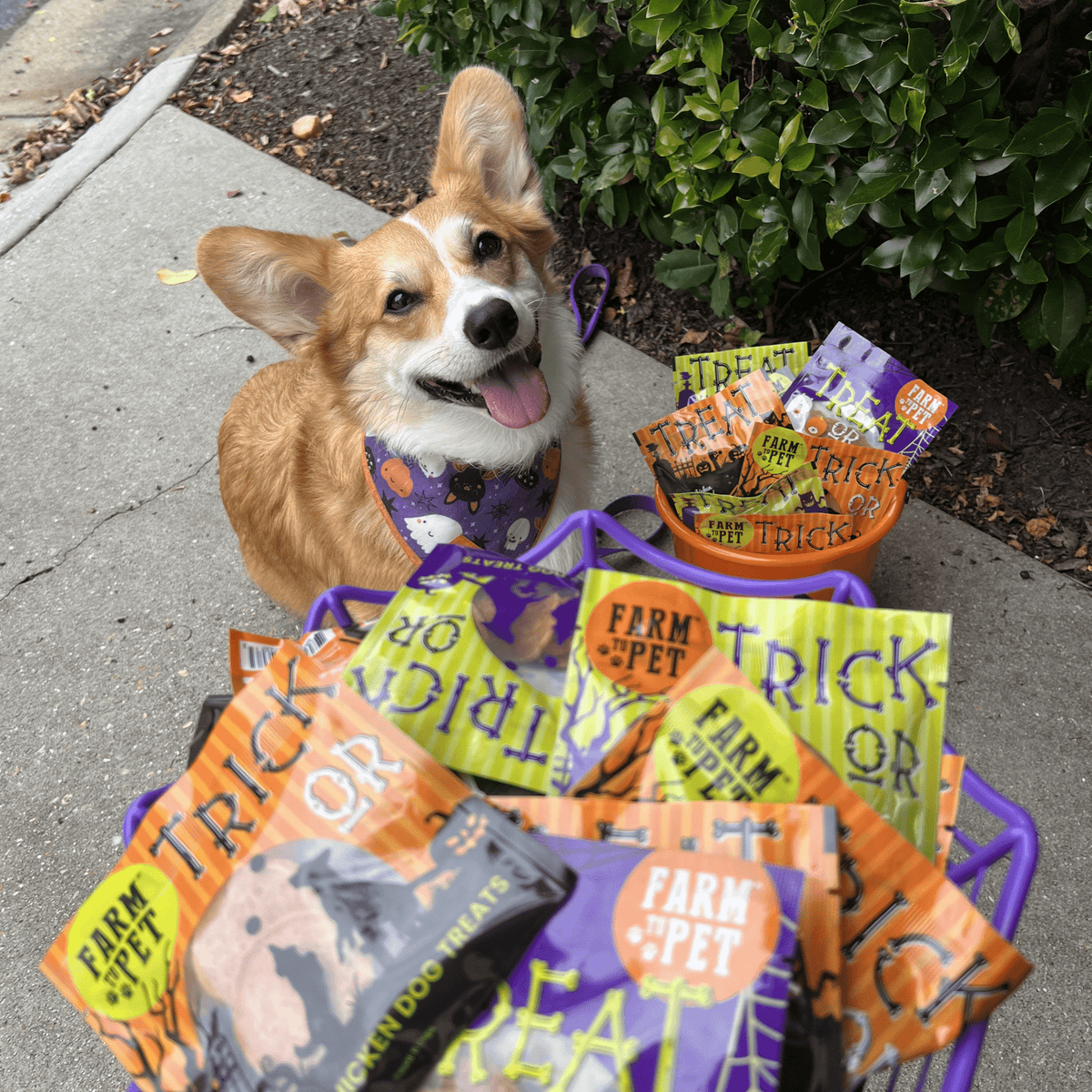 Halloween Dog Treat Snack Pack Bundle - Image 9