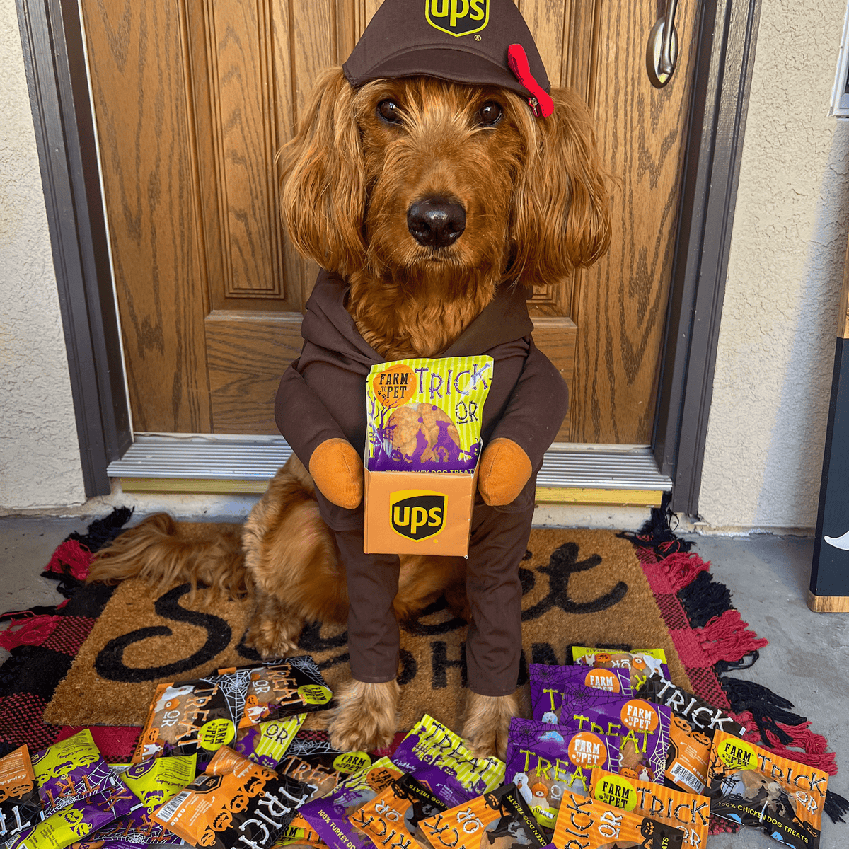 Halloween Dog Treat Snack Pack Bundle - Image 10