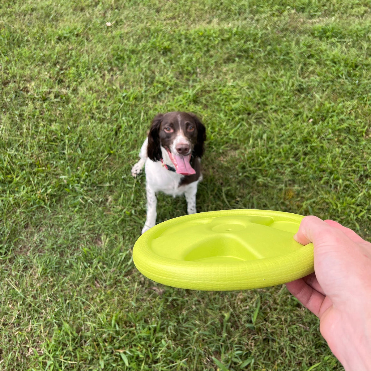 Harley Flyer Frisbee - view 3