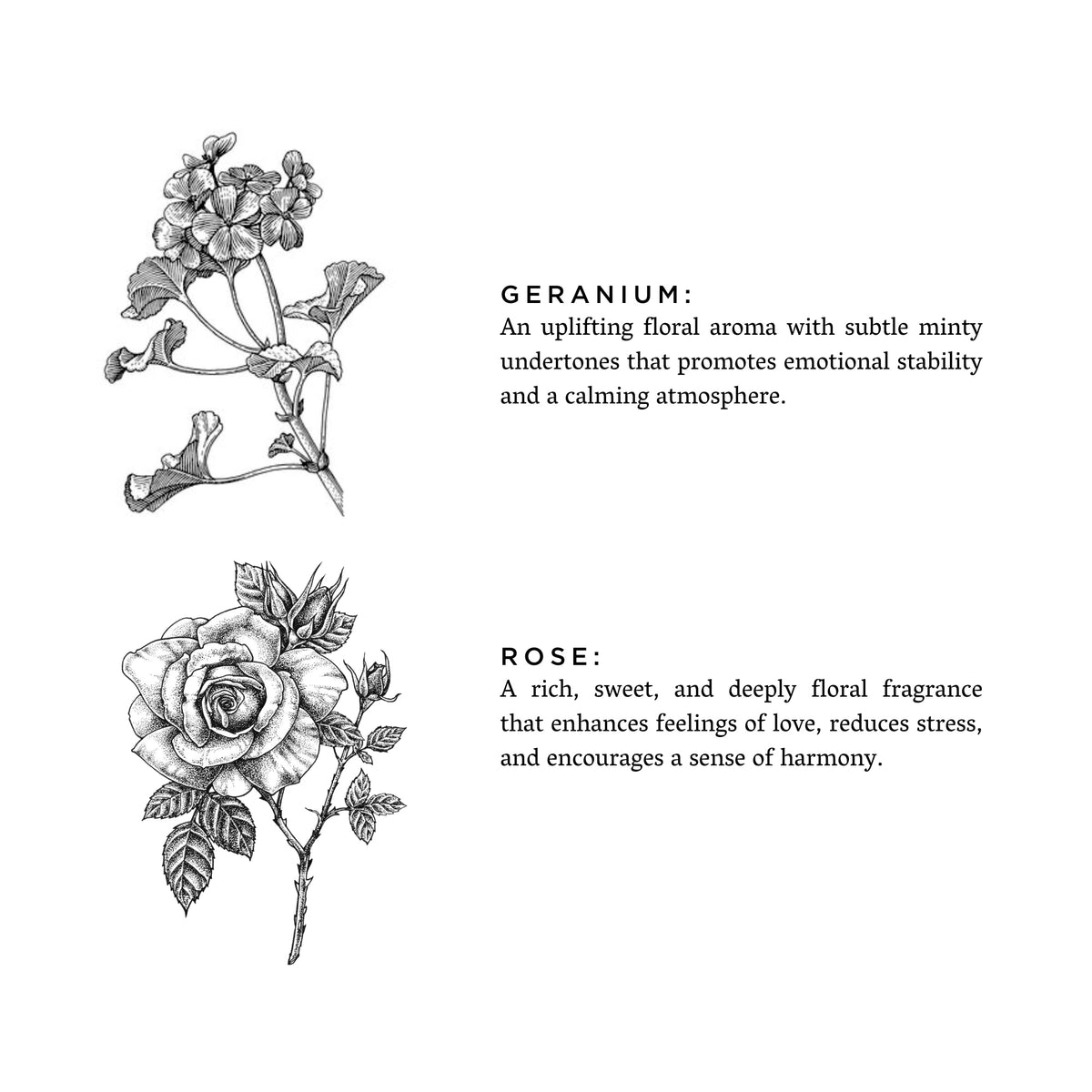 Geranium + Rose - view 2