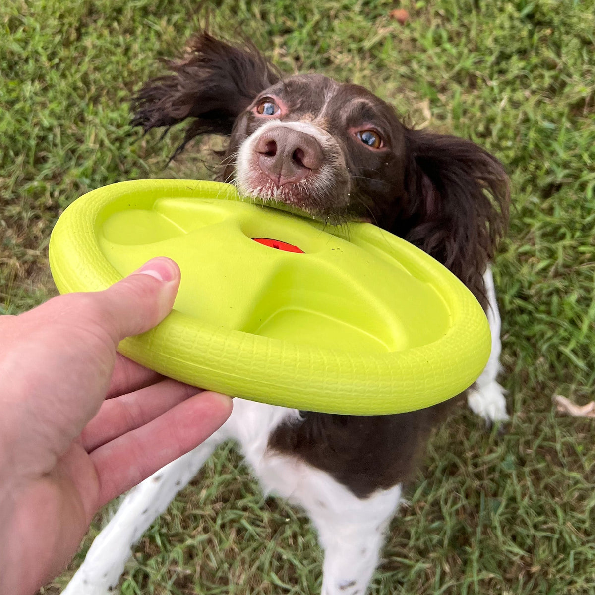 Harley Flyer Frisbee - view 4