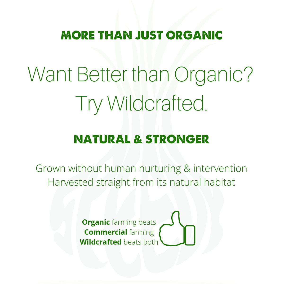 Natural Blood Cleanser Drops (2 fl oz) - Organic & Wildcrafted - view 7