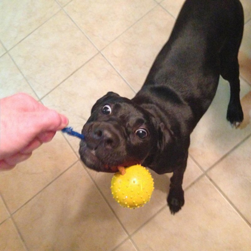 Pet Dogs Training Toy Natural Rubber Ball On Rope For Reward Fetch Play Interactive Funny Dog Toy Dog Training Supplies - ima