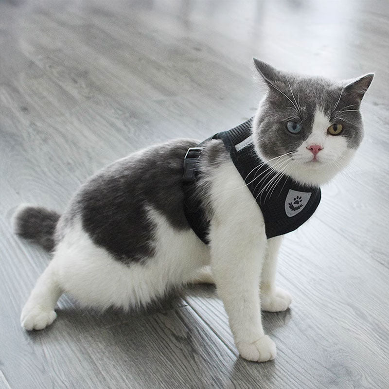 Adjustable pet harness set (small dogs/cats): vest, collar, leash. Fits French Bulldogs, Chihuahuas, etc. - image 10