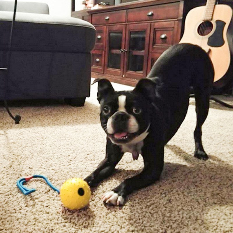Pet Dogs Training Toy Natural Rubber Ball On Rope For Reward Fetch Play Interactive Funny Dog Toy Dog Training Supplies - ima