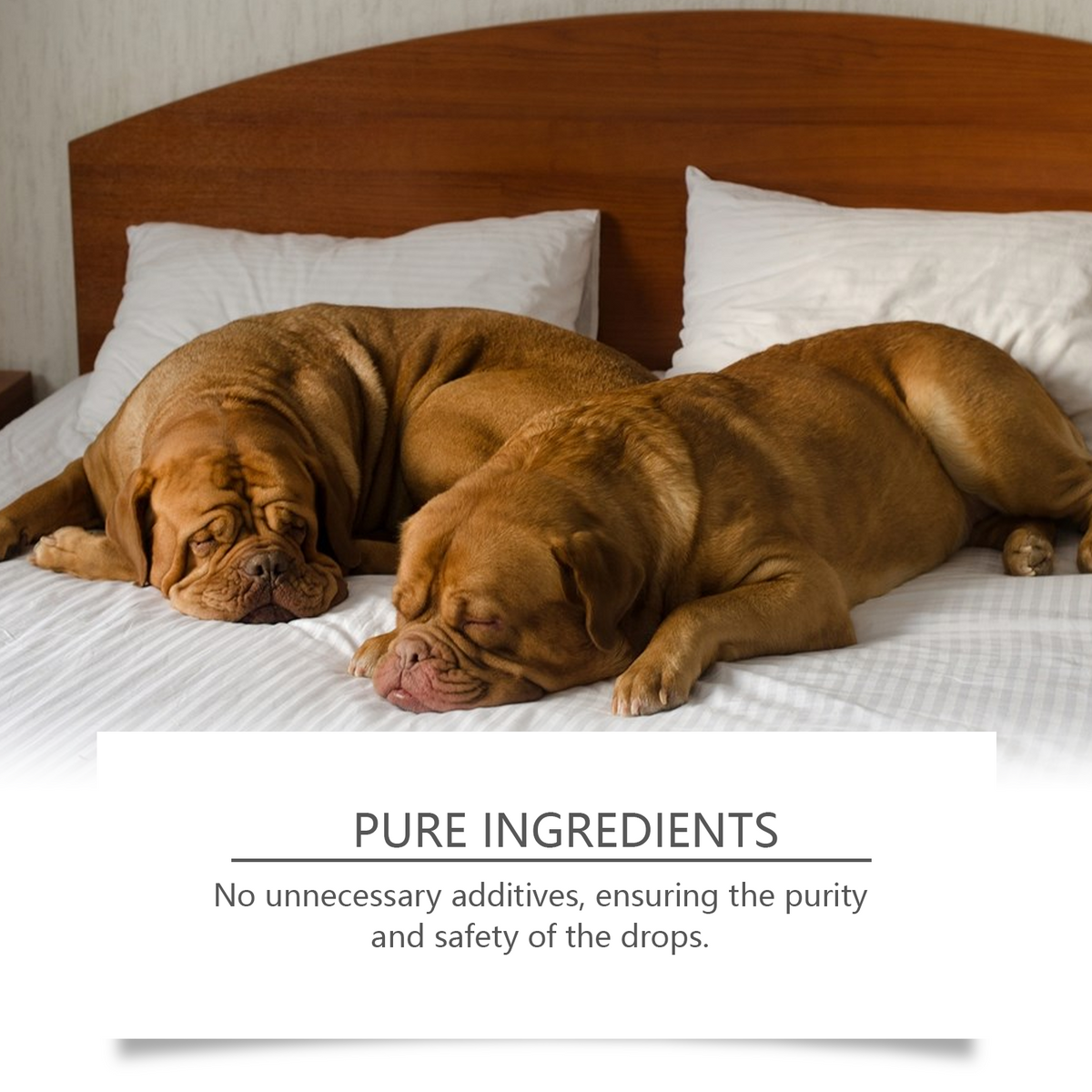 Dog Sleep Drops Pamper Dogs Sleeping At Night Pet Sleep Care Drops Supplement - image 4