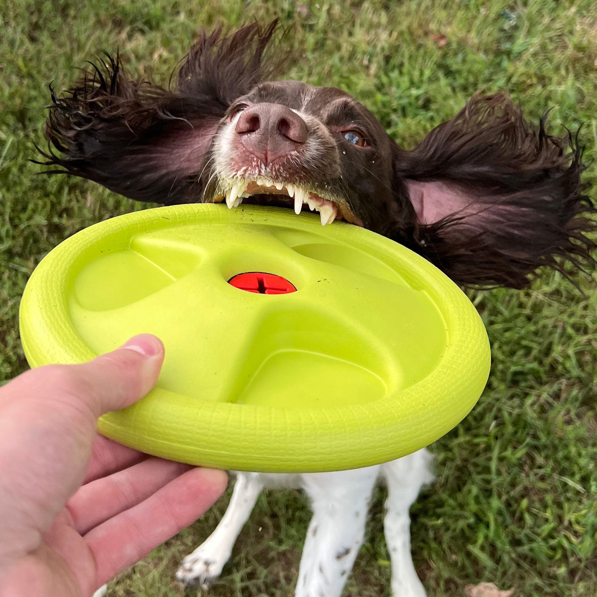 Harley Flyer Frisbee - view 5