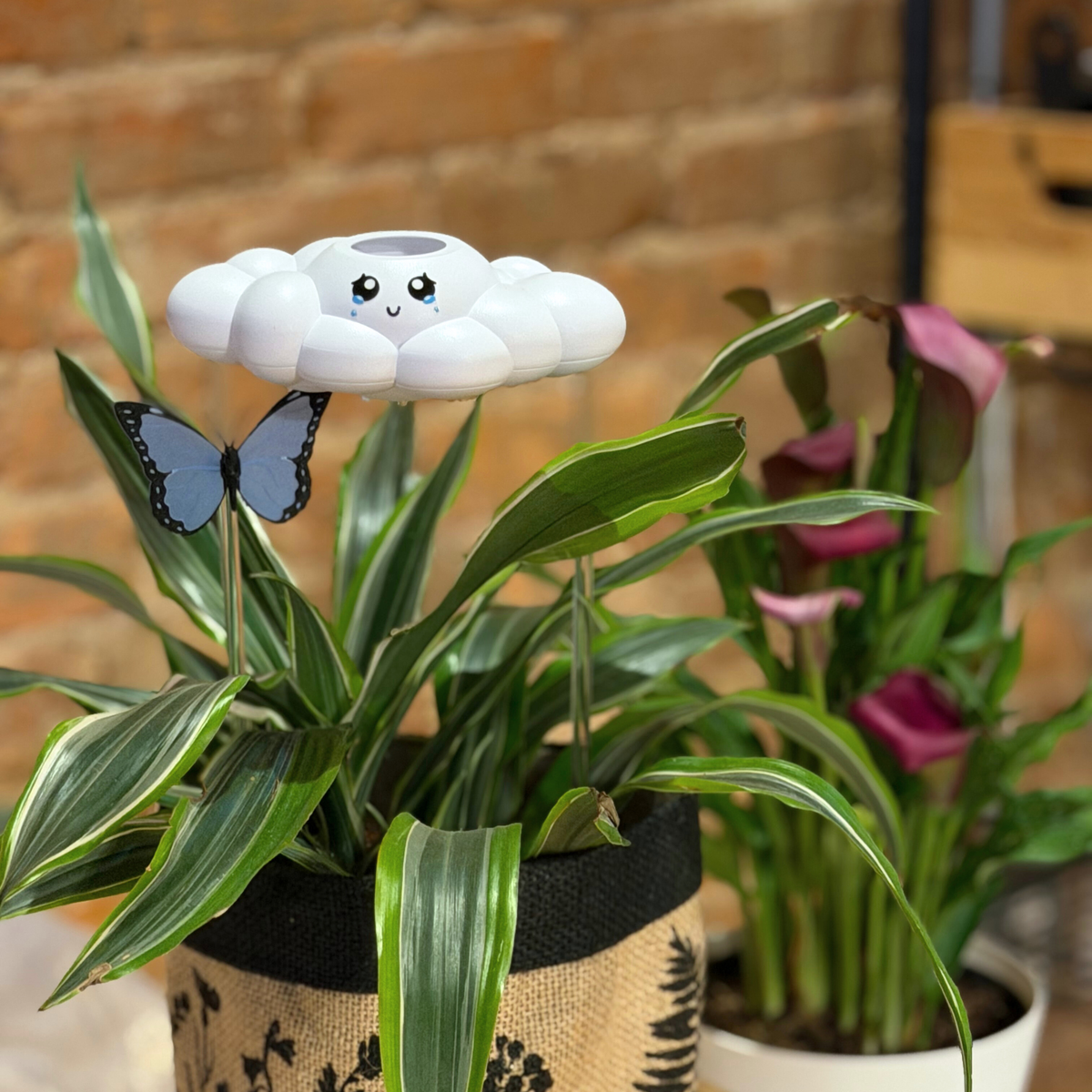 Clara The Cloud - view 8