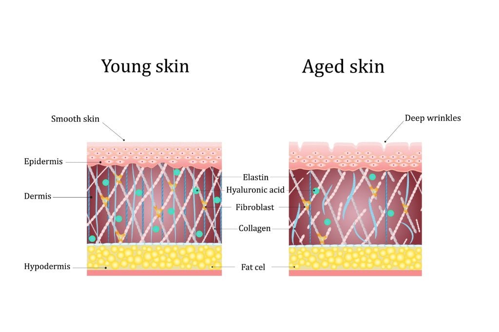Peptara Peptide Moisturizer |Hydrating Anti-Aging Face Cream - view 6